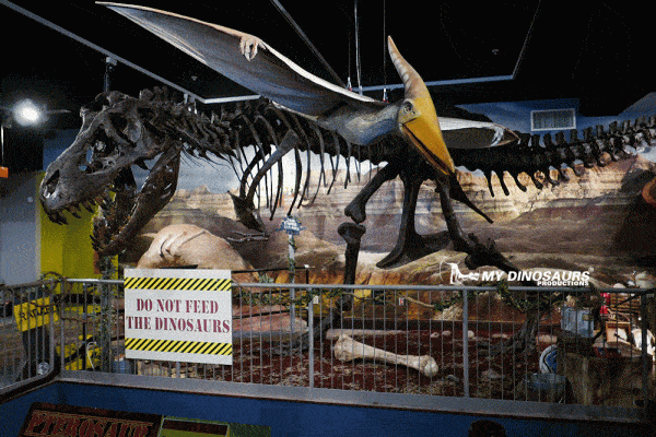 Dinosaur Discovery T rex skeleton