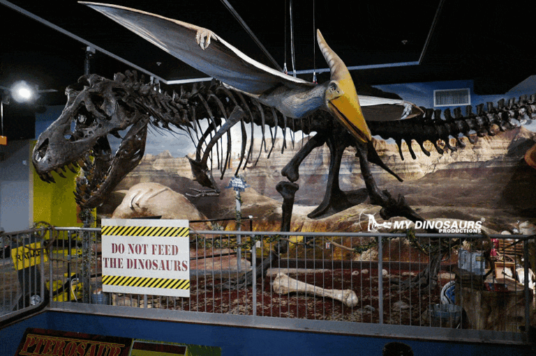 Dinosaur Discovery T rex skeleton