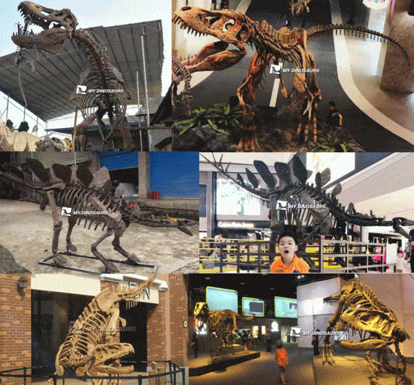 lifesize dinosaur skeleton fossil replica