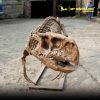 Psittacosaurus Skeleton Replica for Sale