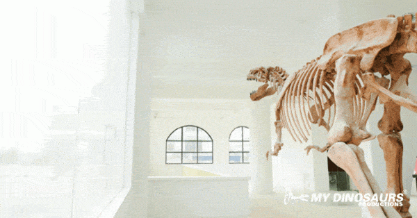dinosaur skeleton
