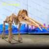 platybelodon skeleton