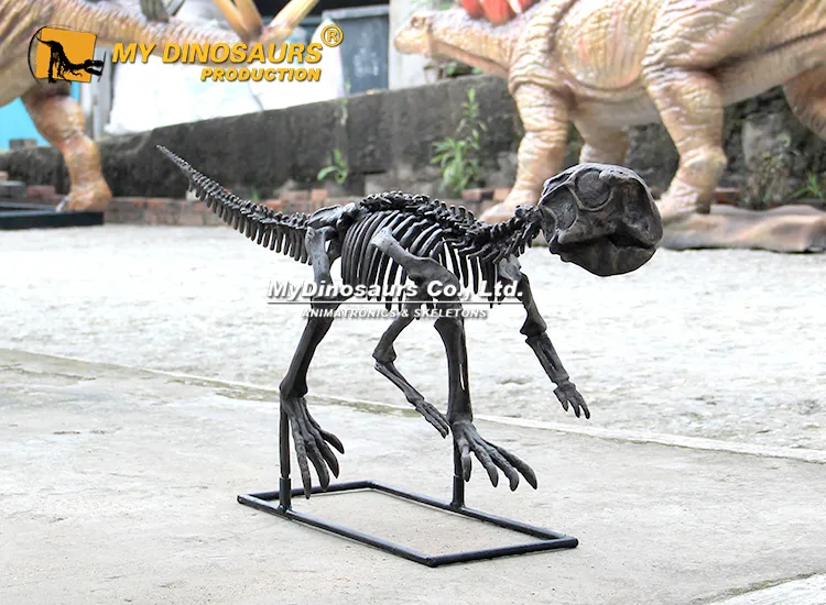 DS-166 Psittacosaurus Skeleton for Sale 5 Psittacosaurus Skeleton for sale