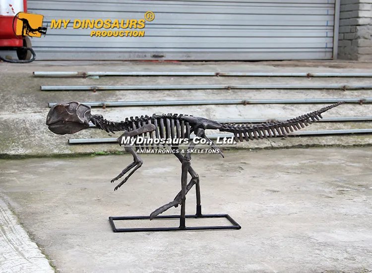 DS-166 Psittacosaurus Skeleton for Sale 6 Psittacosaurus Skeleton for sale