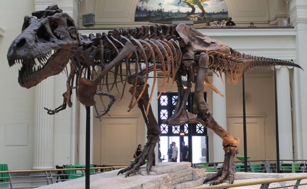 dinosaur skeletons fossils