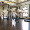 Life Size Basilosaurus Skeleton for sale