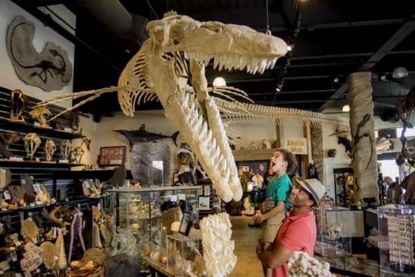 5 Reasons Why Dinosaur Exhibition Tour Can Operate Sustainably 1 Kids Love Dinosaurs