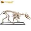 Pakicetus skeleton