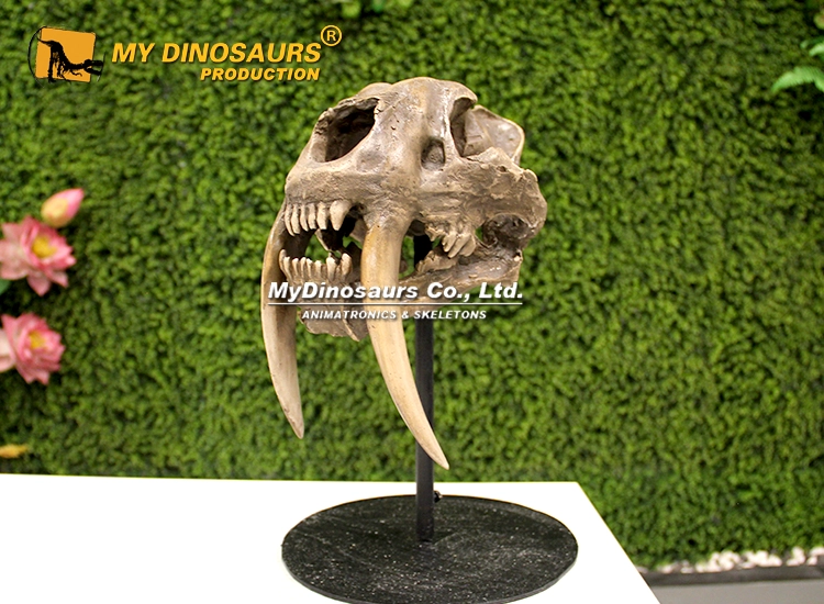 AS-053 Saber-toothed Tiger Skull 6 saber-toothed tiger skull replica for sale