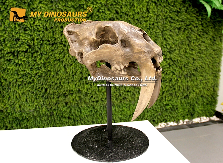 AS-053 Saber-toothed Tiger Skull 7 saber-toothed tiger skull replica for sale
