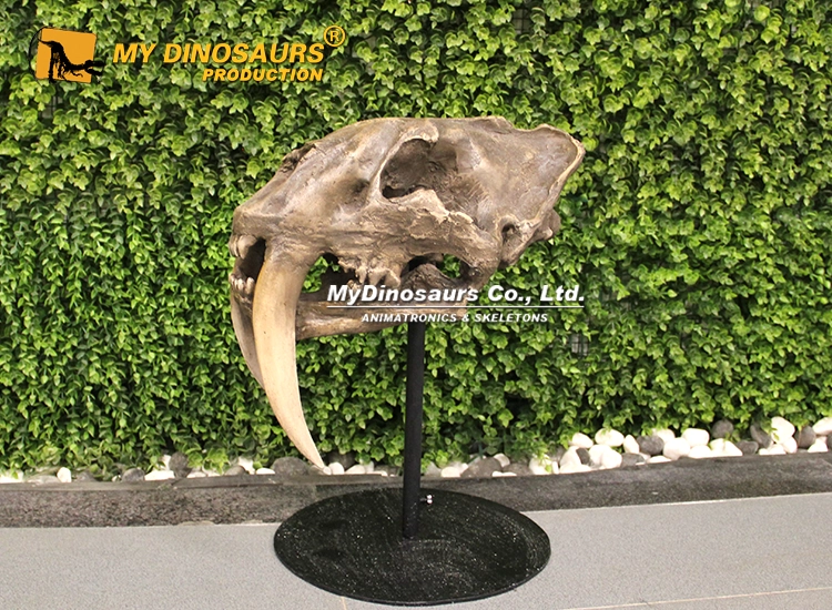 AS-053 Saber-toothed Tiger Skull 8 saber-toothed tiger skull replica for sale