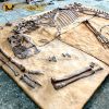 trex fossil cast 1