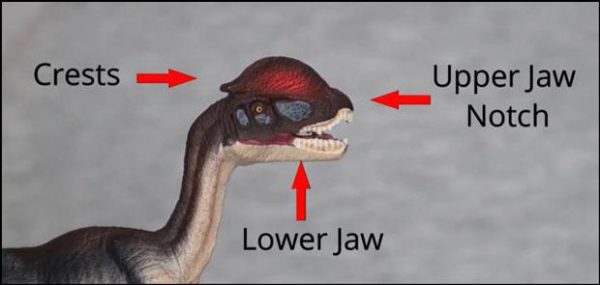 New discoveries of paleontology on dinosaurs in 2020 2 Analysis of Dilophosaurus