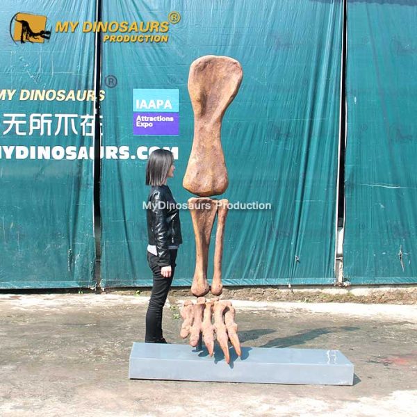 New discoveries of paleontology on dinosaurs in 2020 5 Dinosaur Leg Fossil 1