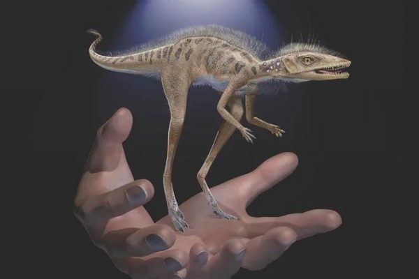 New discoveries of paleontology on dinosaurs in 2020 3 Discovery of tiny pterosaurs