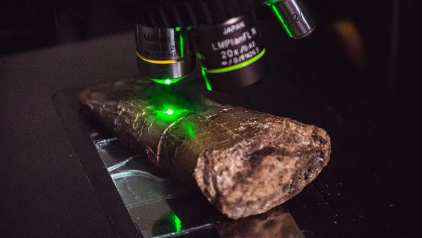 New discoveries of paleontology on dinosaurs in 2020 1 dinosaur fossil Biochemical signals