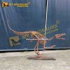 life size Velociraptor Skeleton