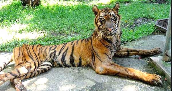 A Childhood Memory for Centuries 2 animal in zoo