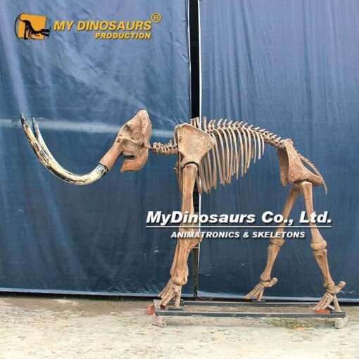 Skeleton of Mammuthus