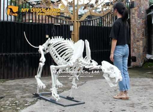 2.5 m Lion skeleton animal skeleton replica for sale