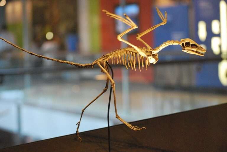 What Are the Most Famous Dinosaur Fossils in the World? 3 Archaeopteryx skeleton