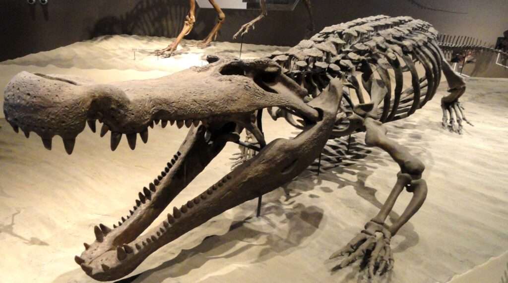 Monstrous Swamp-Dwellers: Deinosuchus 1 Deinosuchus museum skeleton