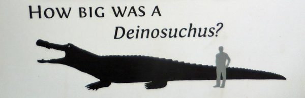 Monstrous Swamp-Dwellers: Deinosuchus 2 Deinosuchus size