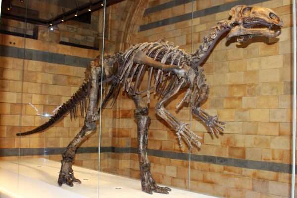 What Are the Most Famous Dinosaur Fossils in the World? 2 Iguanodon fossil