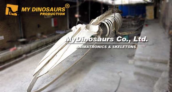 Blue whale skeleton 3