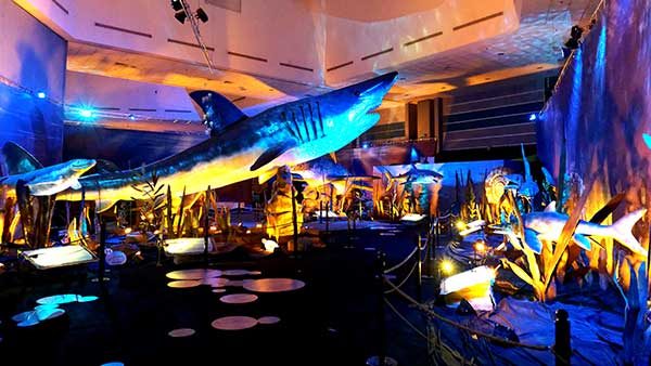 Various Marine Life Exhibits