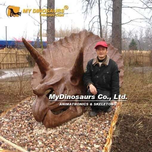 Triceratops Skull