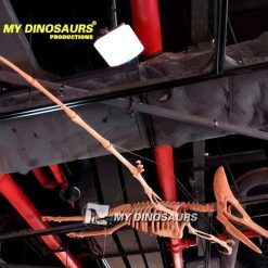Pteranodon skeleton