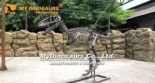 Utahraptor skeleton 1
