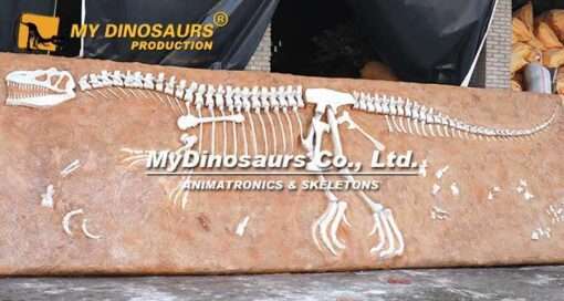 Allosaurus Fossil Plate 1