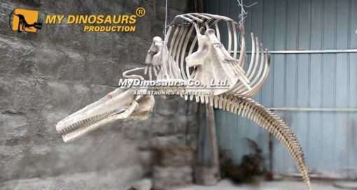 Alternative view of AS-076 Life Size Dolphin Skeleton for Sale