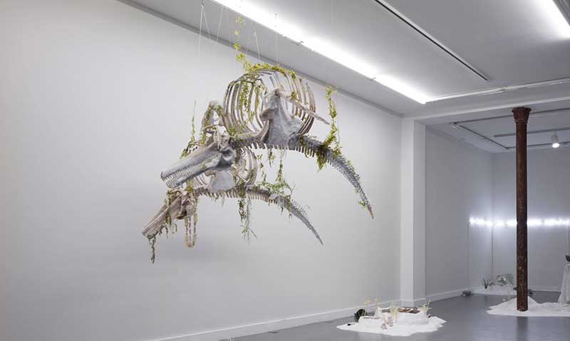 dolphin skeleton 2