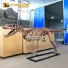 5M T rex Skeleton 1