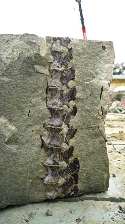 Nearly Complete Dinosaur Fossil Found in China