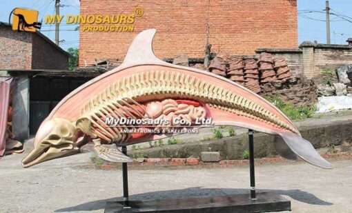 Anatomical dolphin statue 1