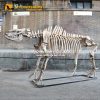 Chilotherium Skeleton 3