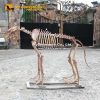 Dinocrocuta Skeleton