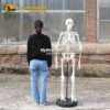 Lifesize human skeleton