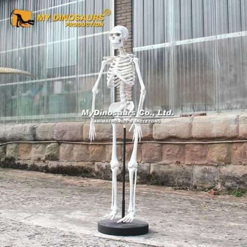 fiberglass Human Skeleton