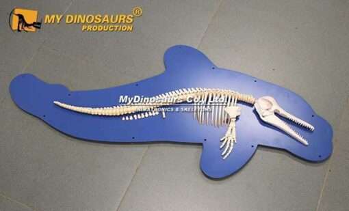 half dolphin skeleton