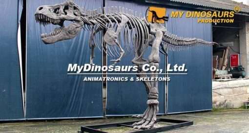 Complete T rex skeleton 1
