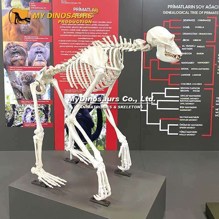 Chimpanzee skeleton