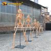 artificial Human skeletons Realistic Human Skeletons for Museum