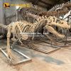 4.5M T Rex skeleton