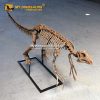 Sinornithoides skeleton 1