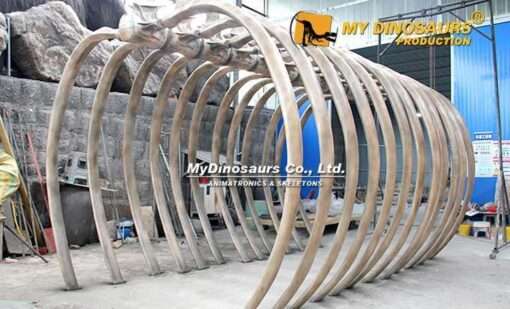 Ribcage skeleton 4